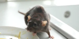 rat on the kitchen counter