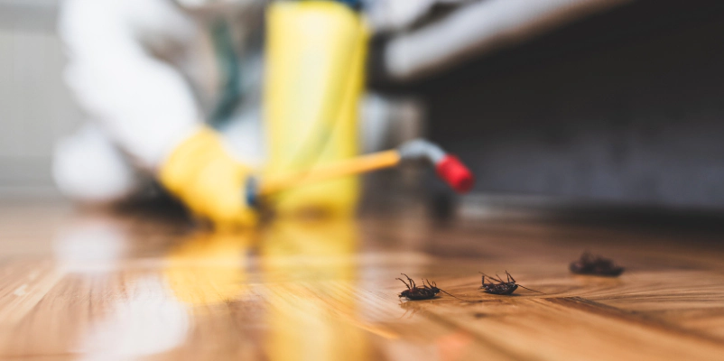 pest control in a residential house interior